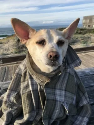 Sitter Profile Image: H 