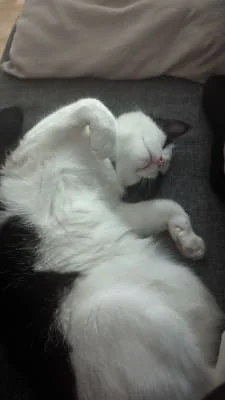 Sitter Profile Image: Sona 