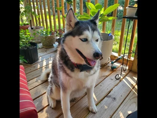Sitter Profile Image: SIDNEY ROBERTA 