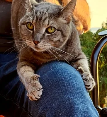Sitter Profile Image: Jennie 