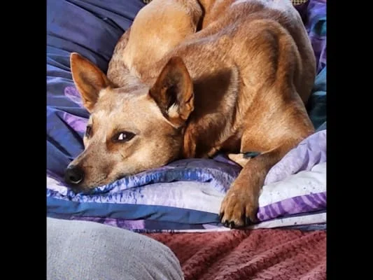 Sitter Profile Image: Joey 
