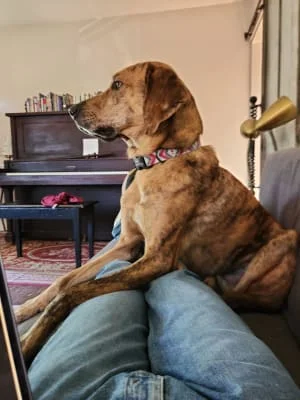 Sitter Profile Image: Derek 