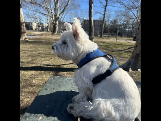Sitter Profile Image: Addy 