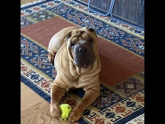 Owner Image