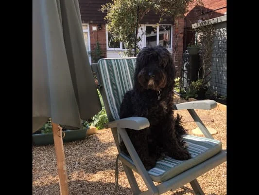 Sitter Profile Image: Sally 