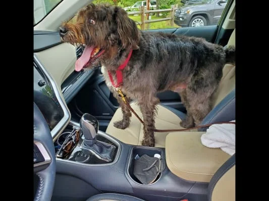 Sitter Profile Image: SIDNEY ROBERTA 