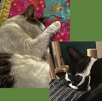 Owner Image