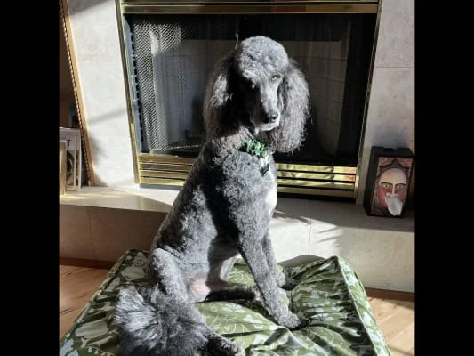 Sitter Profile Image: Ronnie 
