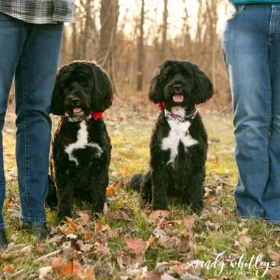 Sitter Profile Image: Robbin & Bob 