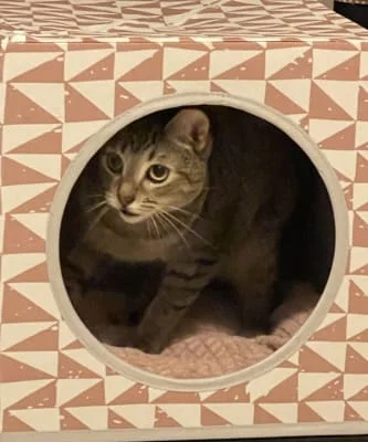 Sitter Profile Image: Felix 