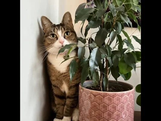 Sitter Profile Image: Cat 