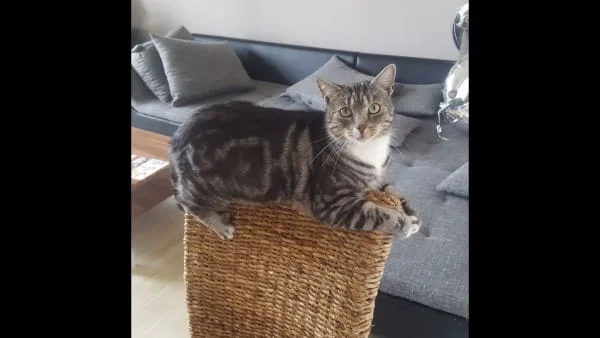 Sitter Profile Image: Heinz-Günter 