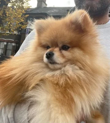 Owner Image