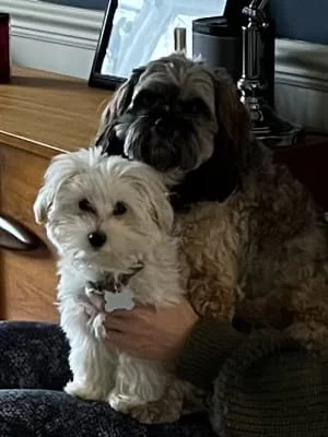 Owner Image