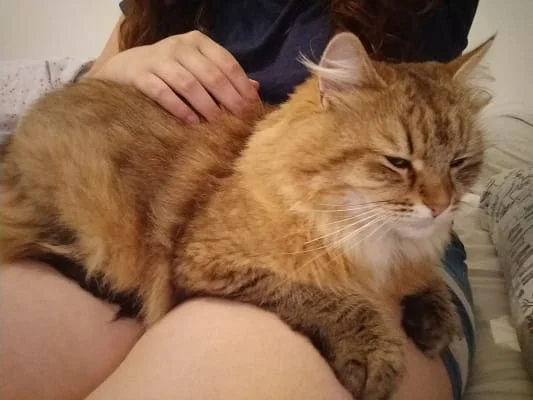 Sitter Profile Image: Nami 