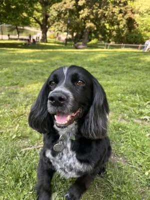 Sitter Profile Image: Lenox 