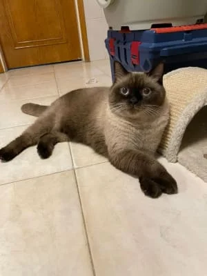 Sitter Profile Image: Taleb 