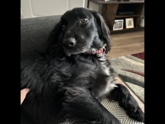 Sitter Profile Image: Shirley 