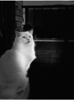 Sitter Profile Image: Rosemarie 