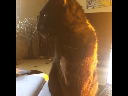 Sitter Profile Image: Neo 