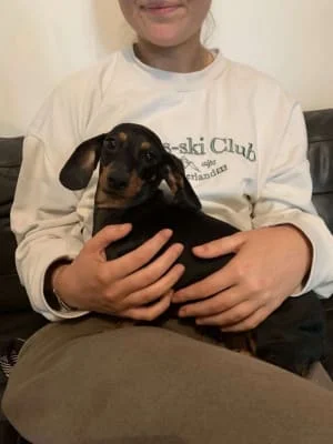 Sitter Profile Image: Halil-Jack 