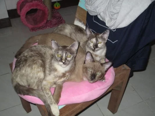 Owner Image
