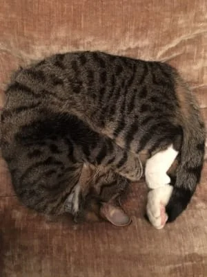 Owner Image