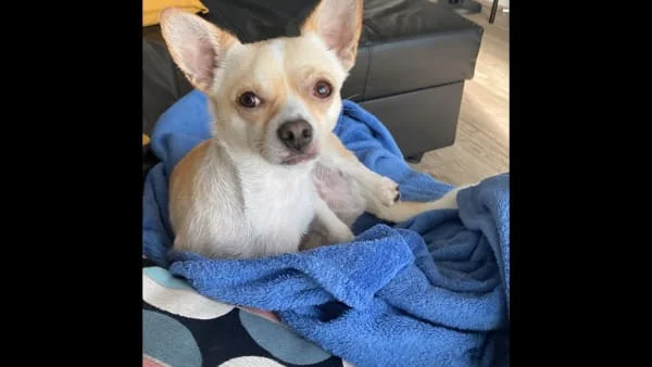 Sitter Profile Image: Guin 