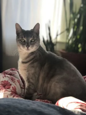 Sitter Profile Image: Cat 