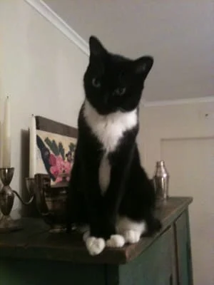 Sitter Profile Image: Gladys 