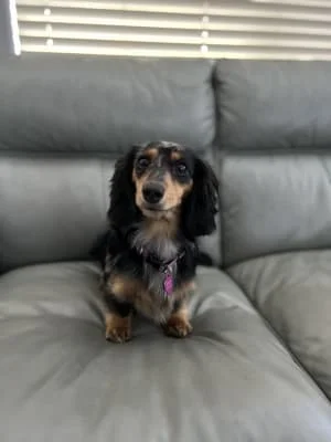 Sitter Profile Image: Lali 