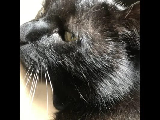 Sitter Profile Image: Vesta 