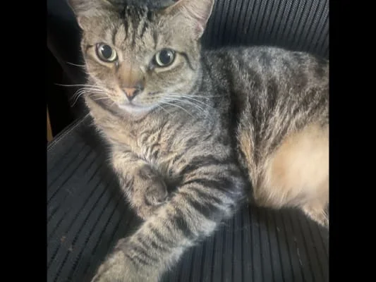 Sitter Profile Image: Bibi Antonia 
