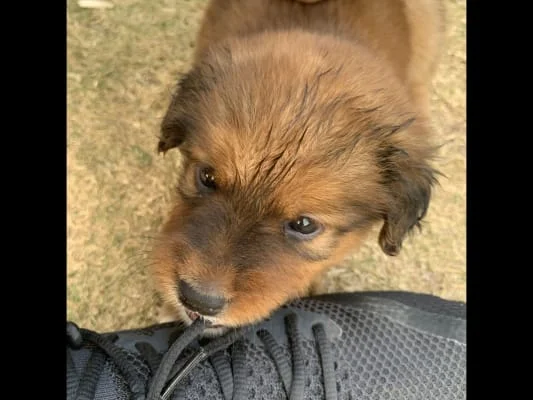Sitter Profile Image: Felix 