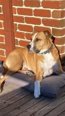 Sitter Profile Image: Malcolm 