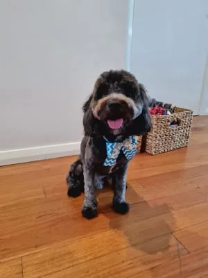 Owner Image
