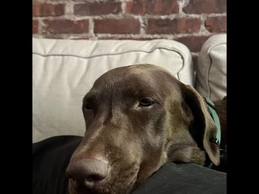 Sitter Profile Image: Addy 