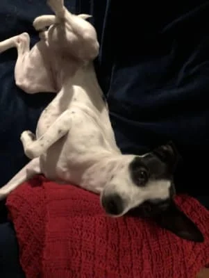 Sitter Profile Image: Dior 
