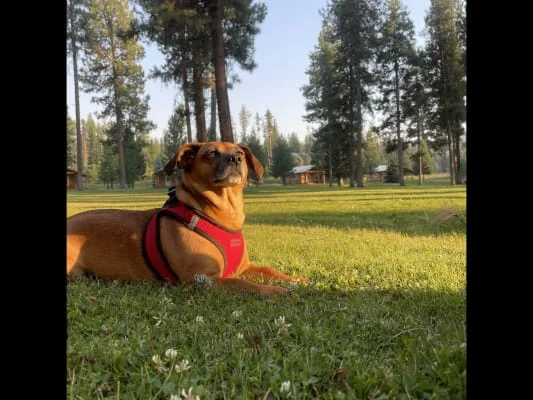 Sitter Profile Image: Kya 