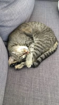 Owner Image