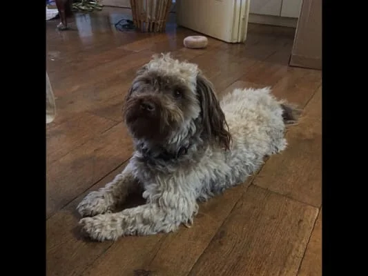 Sitter Profile Image: Hugo 