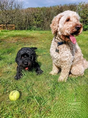 Sitter Profile Image: Joseph & Leonora 