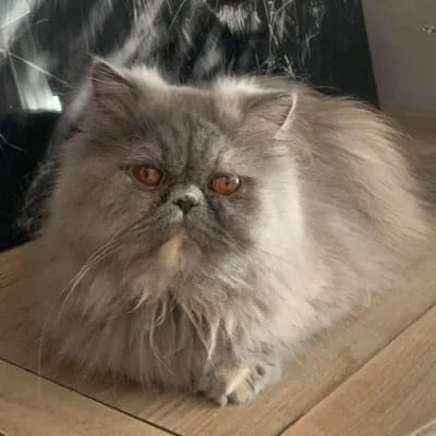 Owner Image