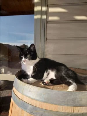 Sitter Profile Image: Pip 