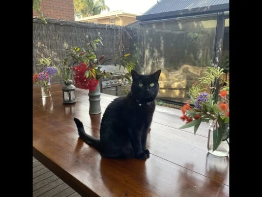 Sitter Profile Image: Ebony 