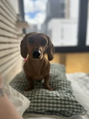 Owner Image