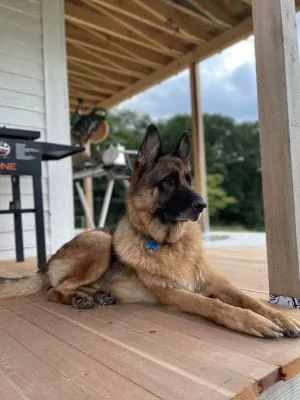 Sitter Profile Image: Charley 