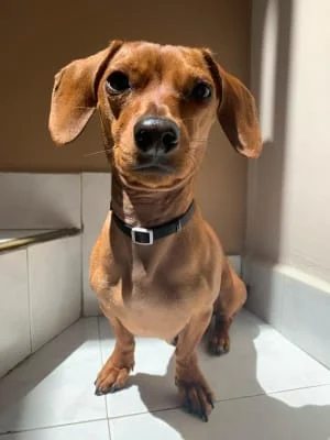 Sitter Profile Image: Luis Camilo 