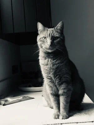 Owner Image