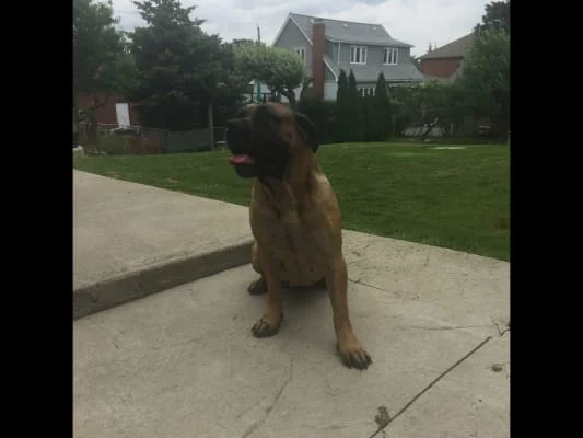 Sitter Profile Image: Dexter 